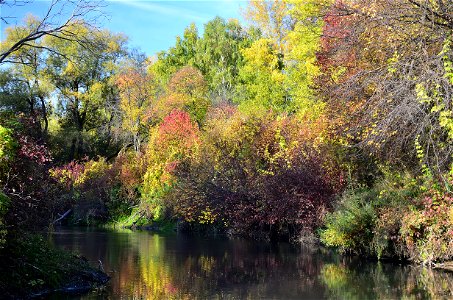 autumn forest by the river photo