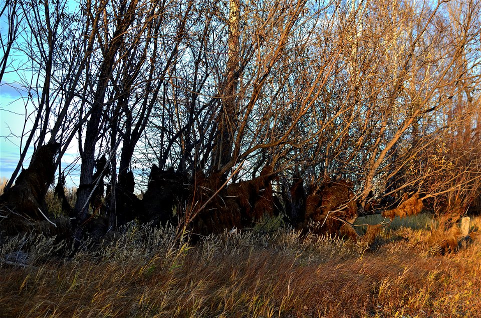 Autumn on the Yenisei River