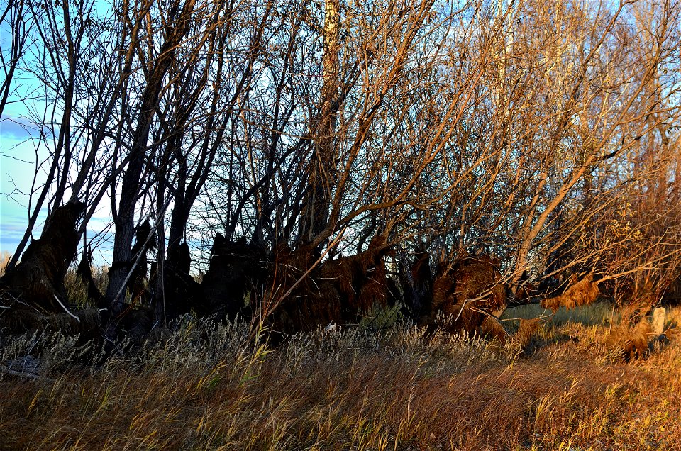 Autumn on the Yenisei River photo