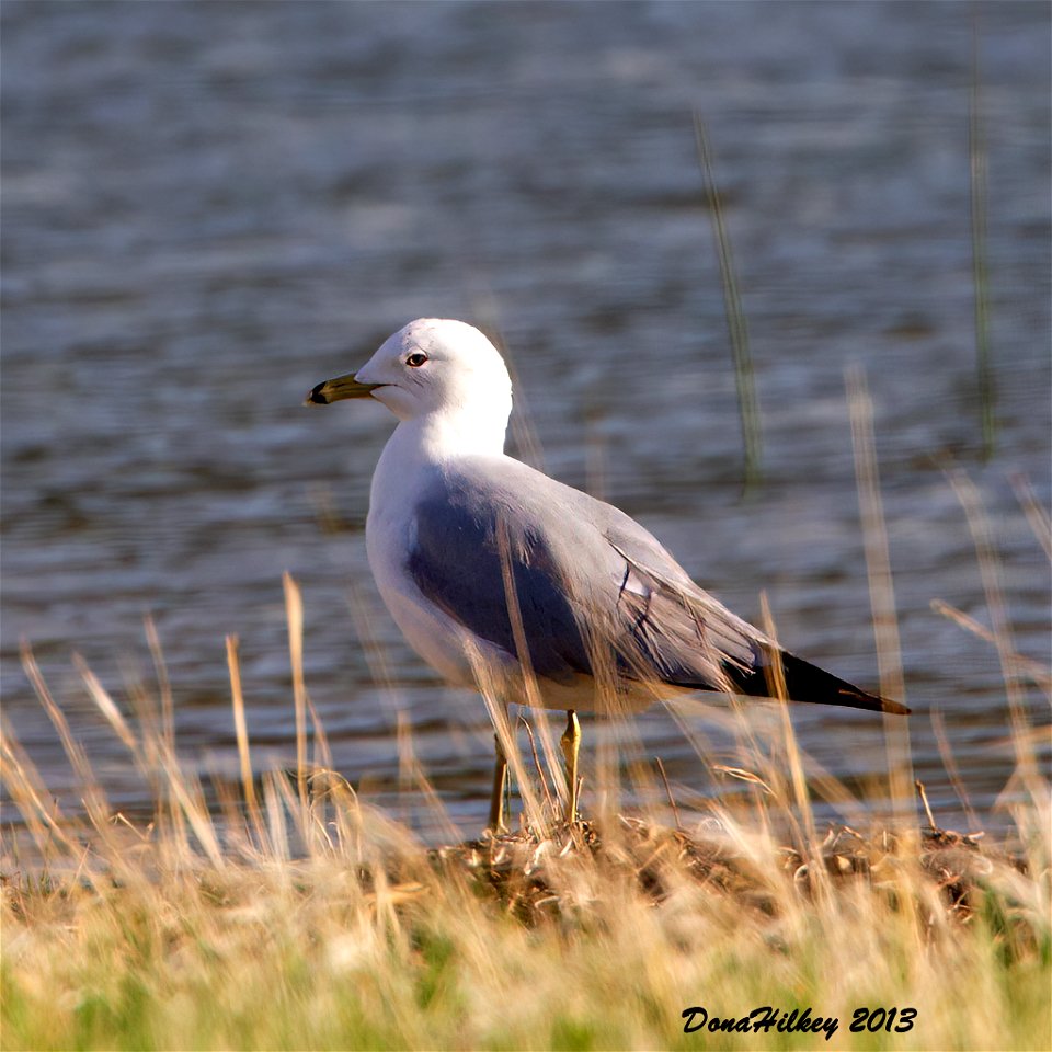 Ring-billed Gull