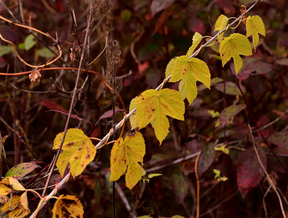 autumn forest by the river photo