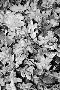 Frost leaves photo