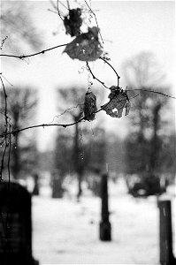 Cemetery diaries V photo