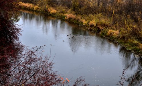ducks swim on the river