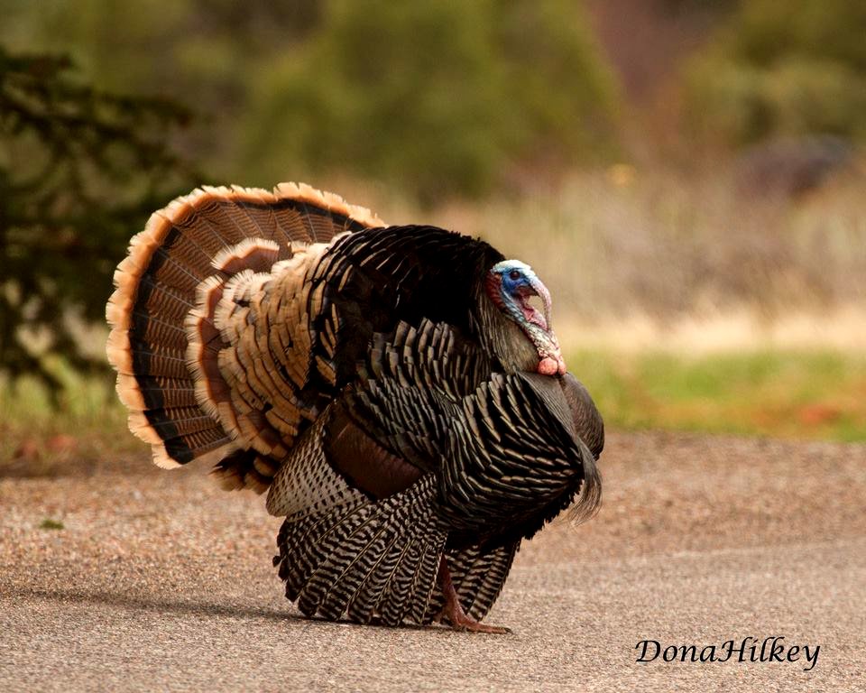 Wild Turkey showing off