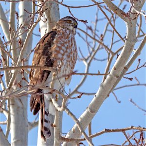 Sharp-shinned Hawk