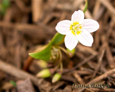 Western Spring Beauty