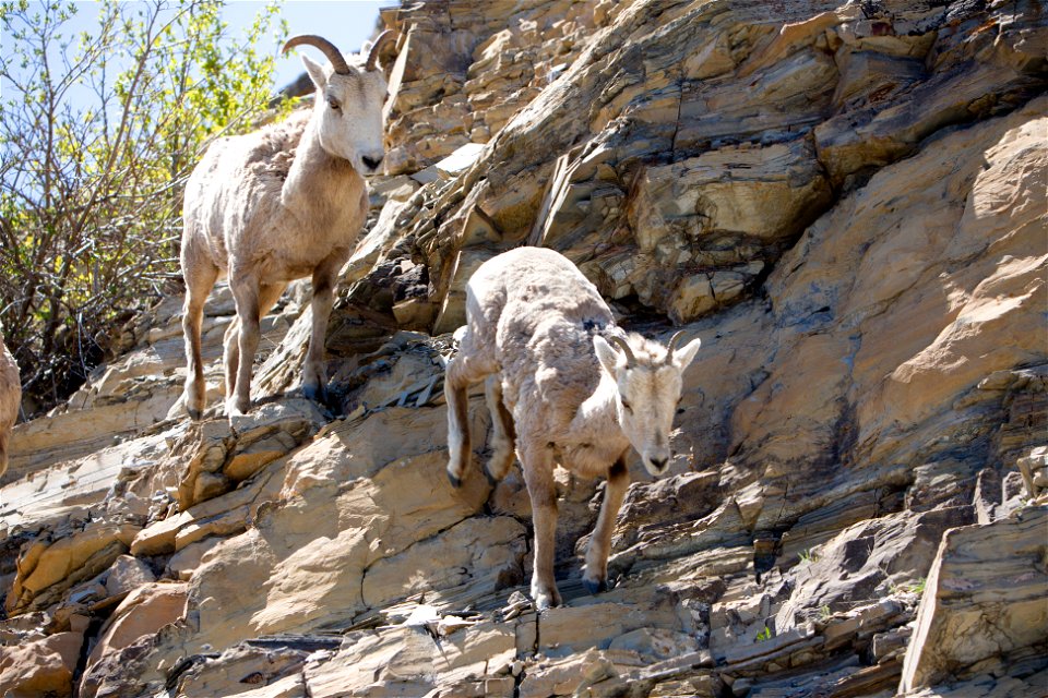 Bighorn Sheep at Glacier National Park