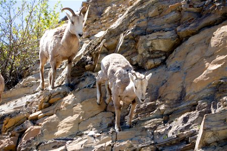 Bighorn Sheep at Glacier National Park
