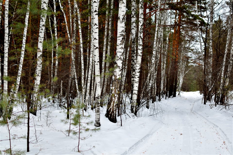 there is snow in the pine forest photo