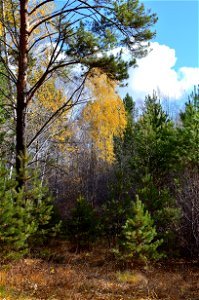 autumn pine forest photo