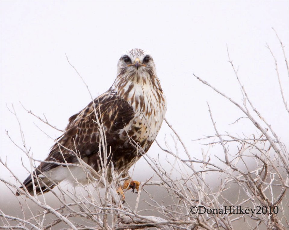 Rough-legged Hawk