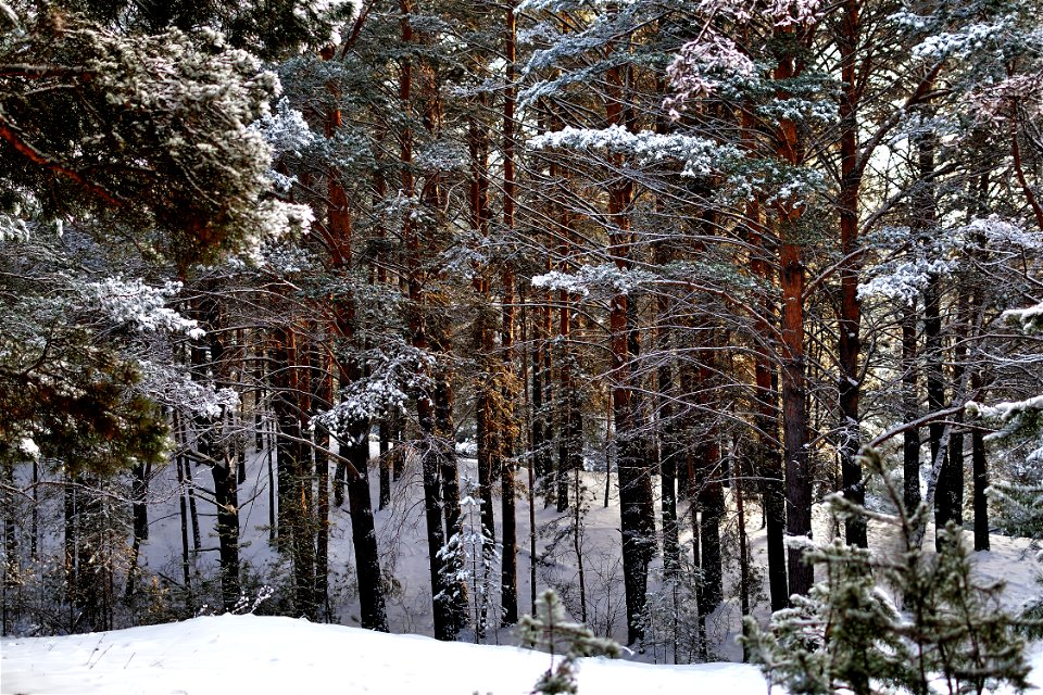 snow-covered pine forest photo