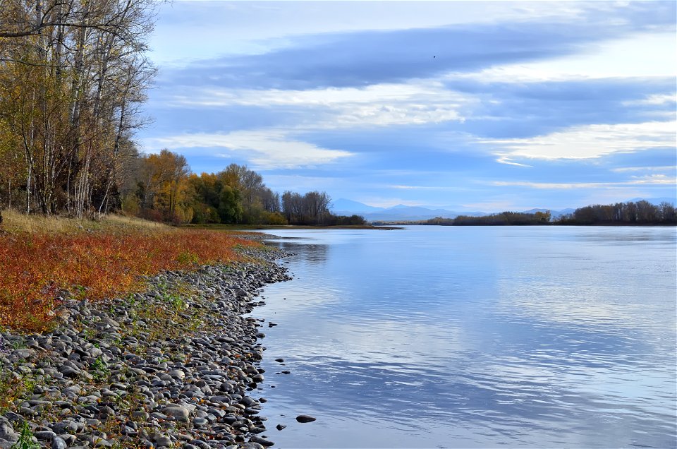 autumn forest by the river photo