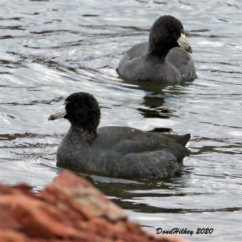 American Coot