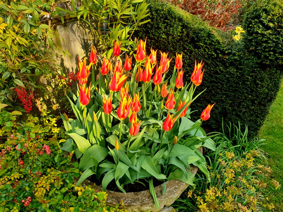 Tulips in the garden photo