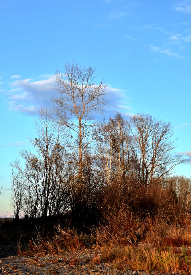 Autumn on the Yenisei River