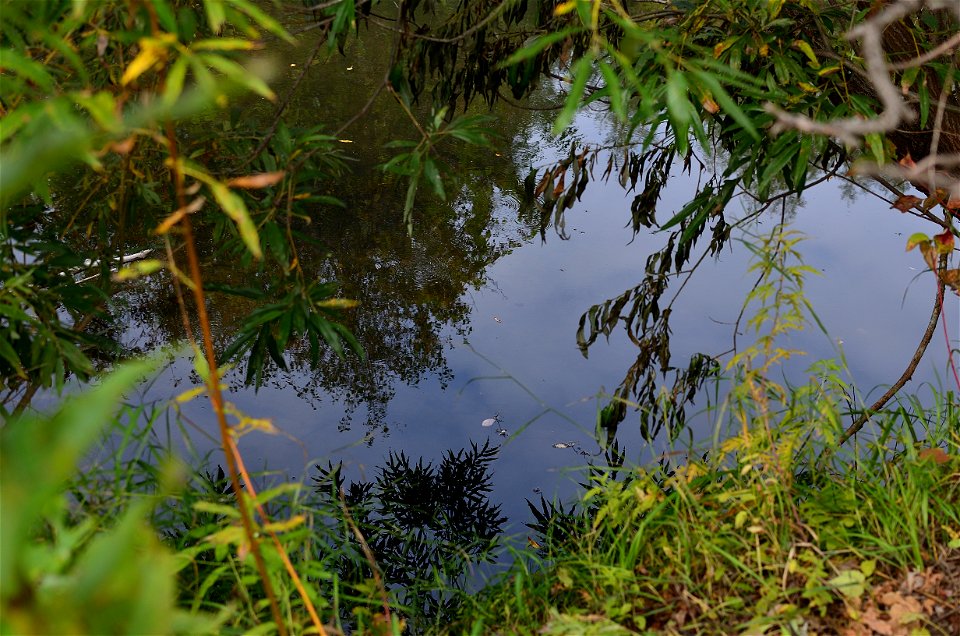 autumn forest by the river photo