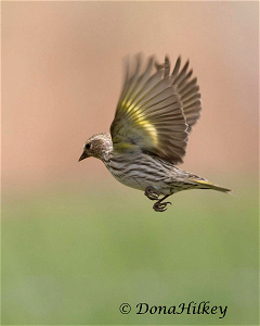 Pine Siskin photo