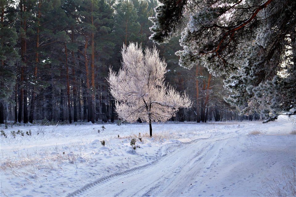 winter pine forest
