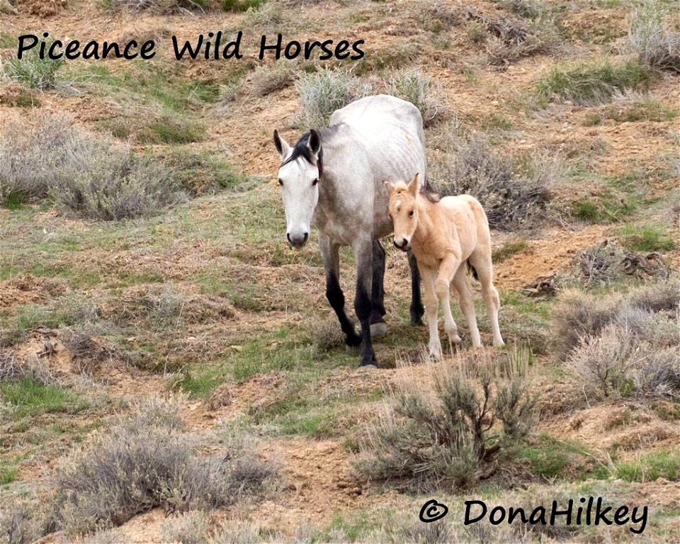 Piceance Wild Horses