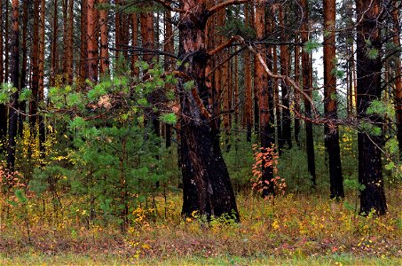 autumn forest after rain photo