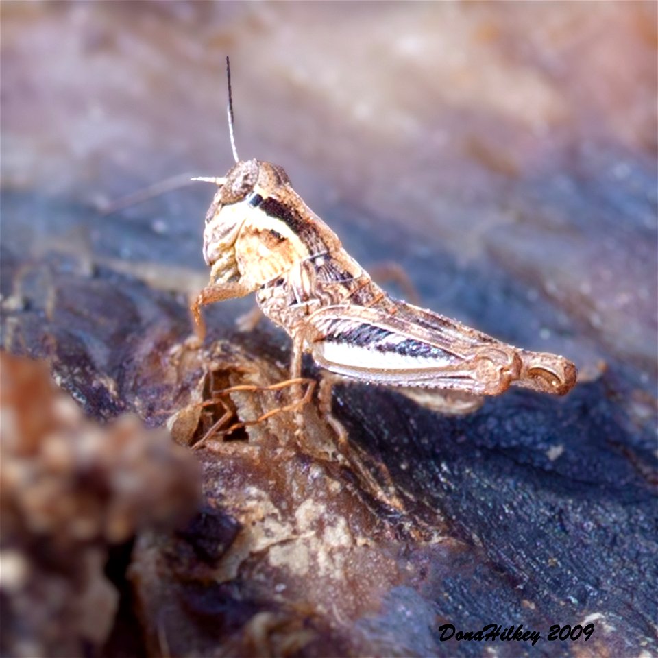 North American Spur-throated Grasshoppers