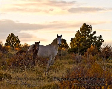 Piceance Wild Horses photo