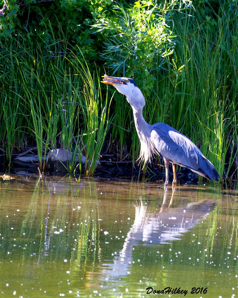 Great Blue Heron with dinner
