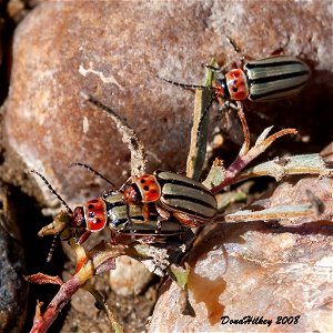 Striped Willow Leaf Beetle