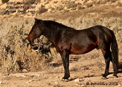Piceance Wild Horses