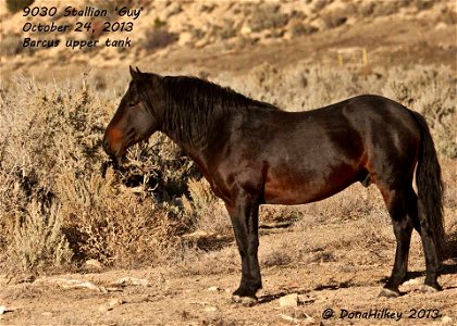 Piceance Wild Horses photo