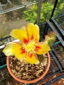 Cactus Flowering in Greenhouse, 2019 photo