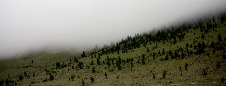 Yellowstone_trees