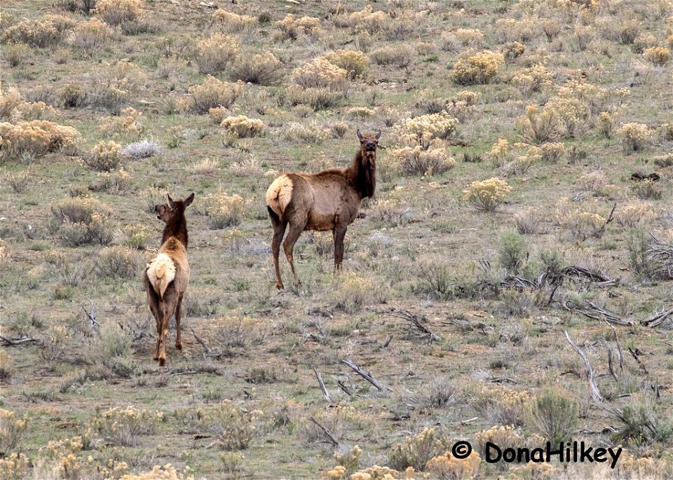 elk-20april2019-duck-creek