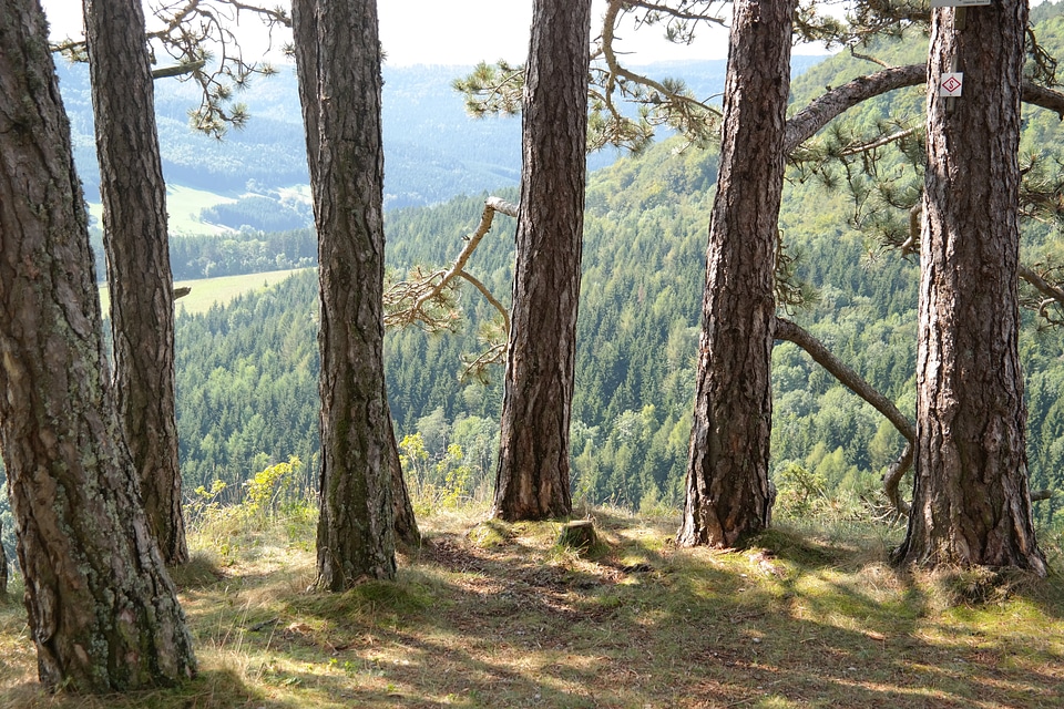 Round half circle tree trunks