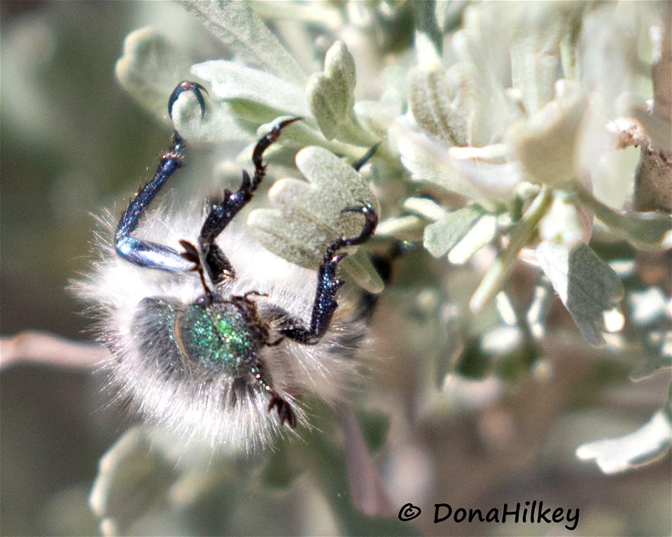 Paracotalpa granicollis