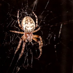 Larinioides-patagiatus,-Ornamental-Orb-Weaver-14june2018-home-lg