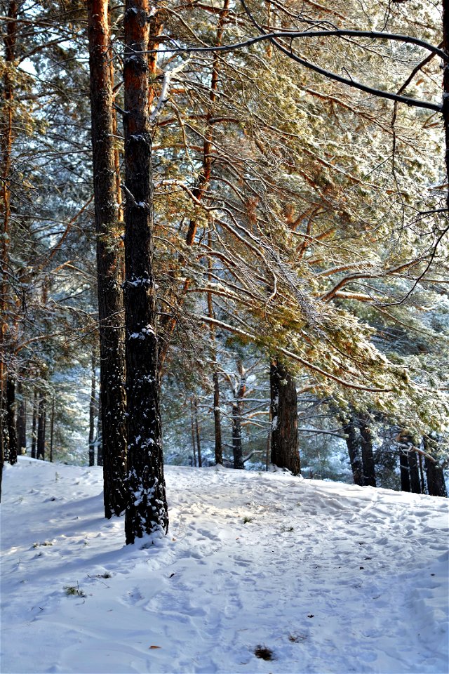 snow-covered pine forest photo