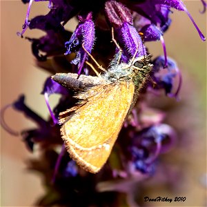 Russet Skipperling