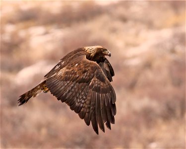 Golden Eagle photo