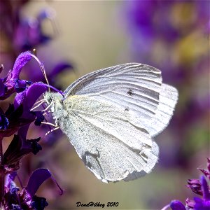 Cabbage White