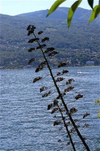 Lake Maggiore, Italy