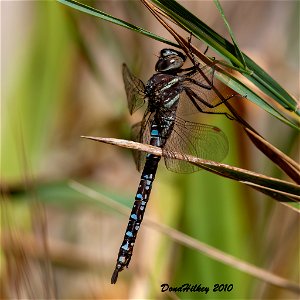 Paddle-tailed Darner female