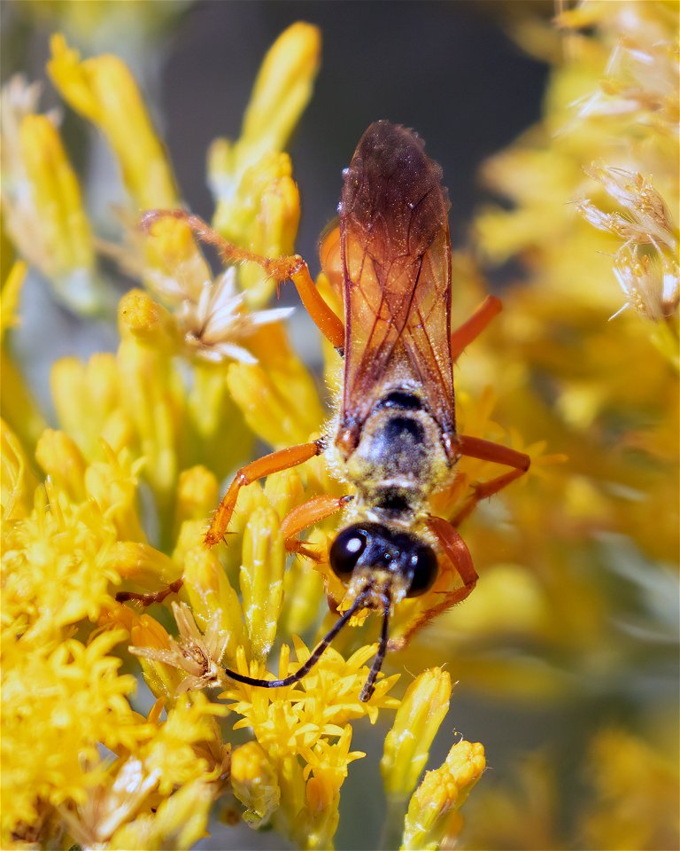 Great Golden Digger Wasp - Free photos on creazilla.com