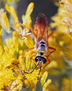 Great Golden Digger Wasp photo