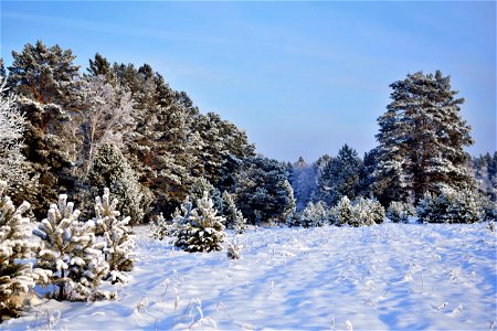 the pine forest was covered with fluffy snow
