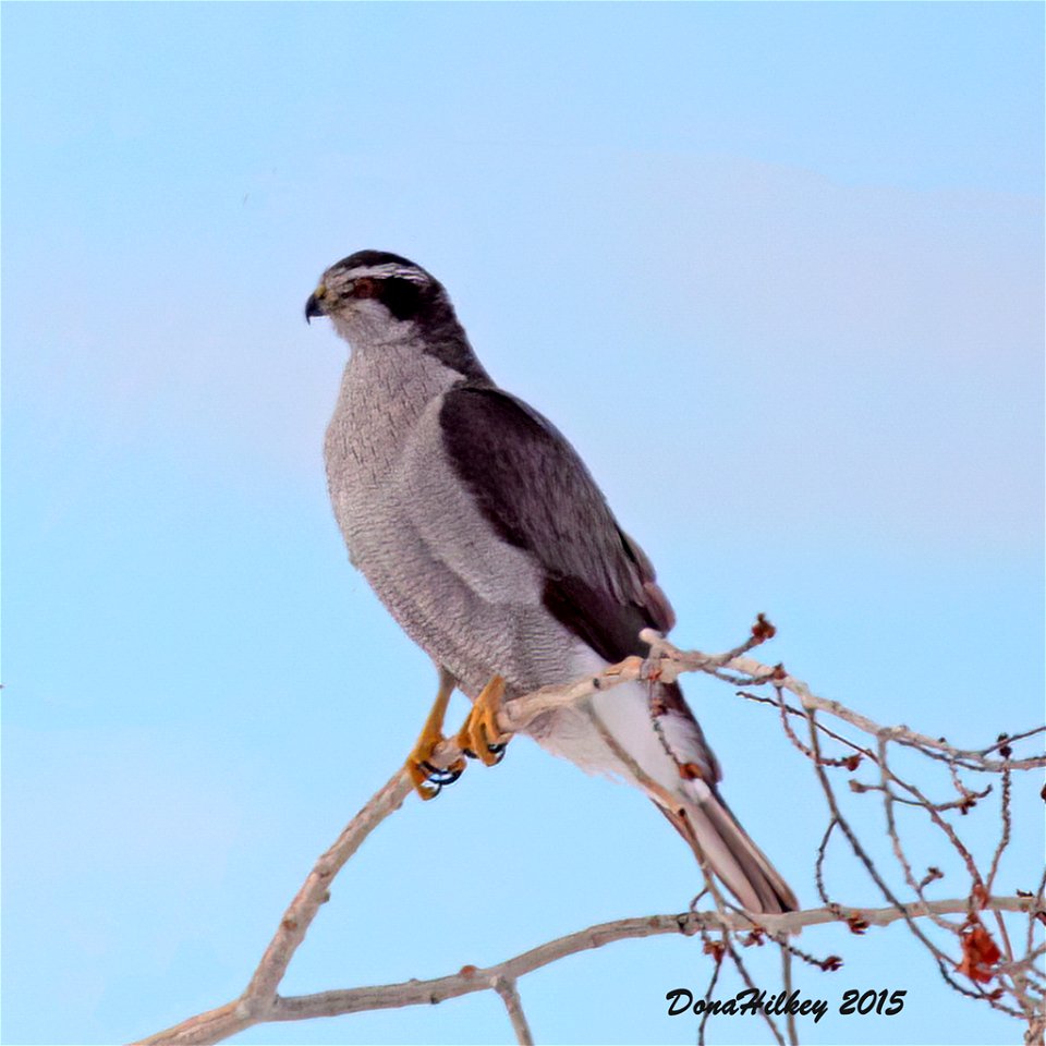 Northern Goshawk
