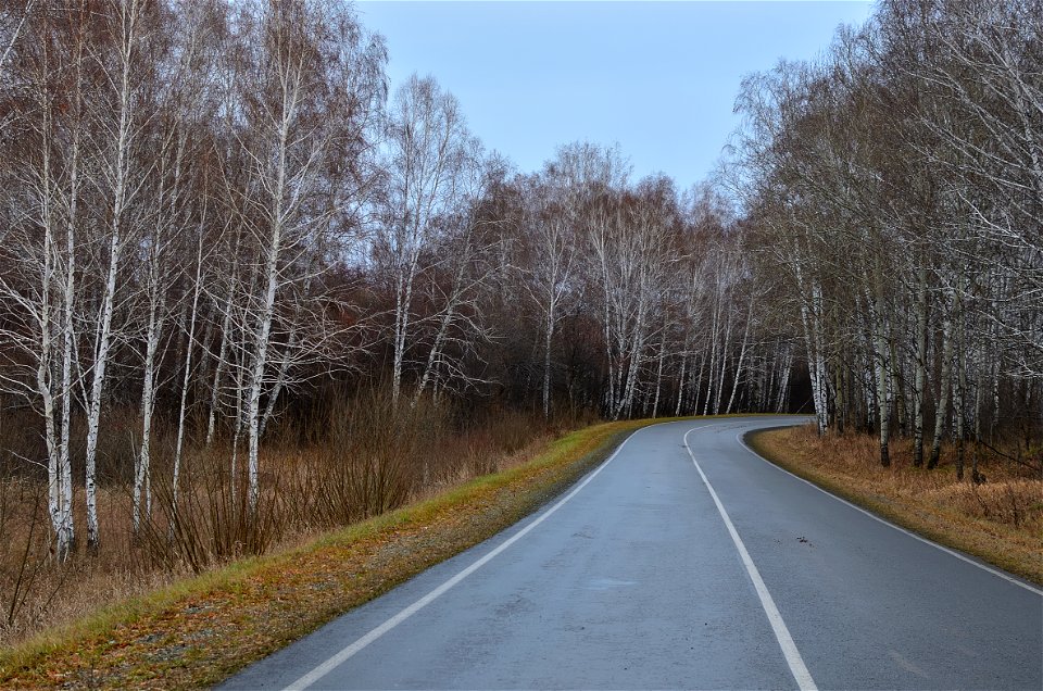 the road goes along the autumn forest