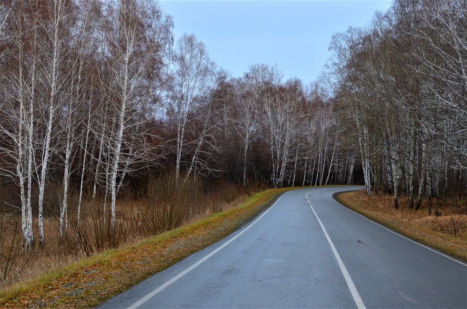 the road goes along the autumn forest photo